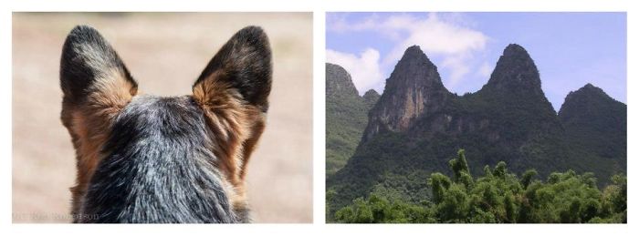 Dogs That Look Like Something Else