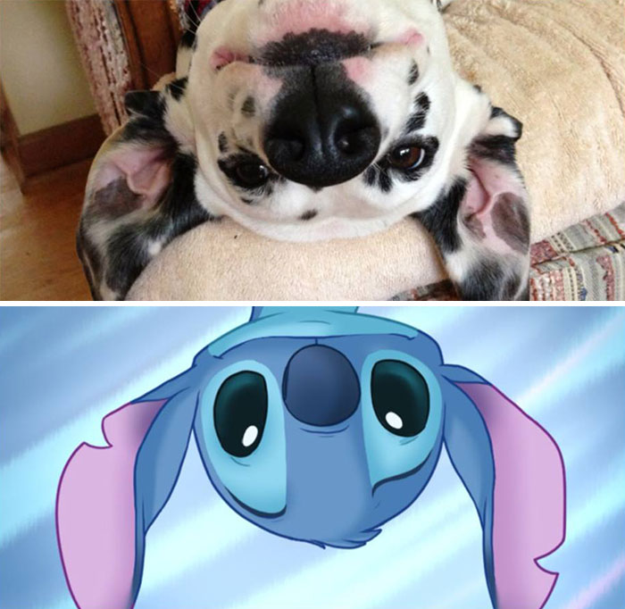 Dogs That Look Like Something Else