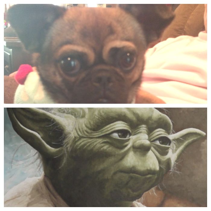 Dogs That Look Like Something Else