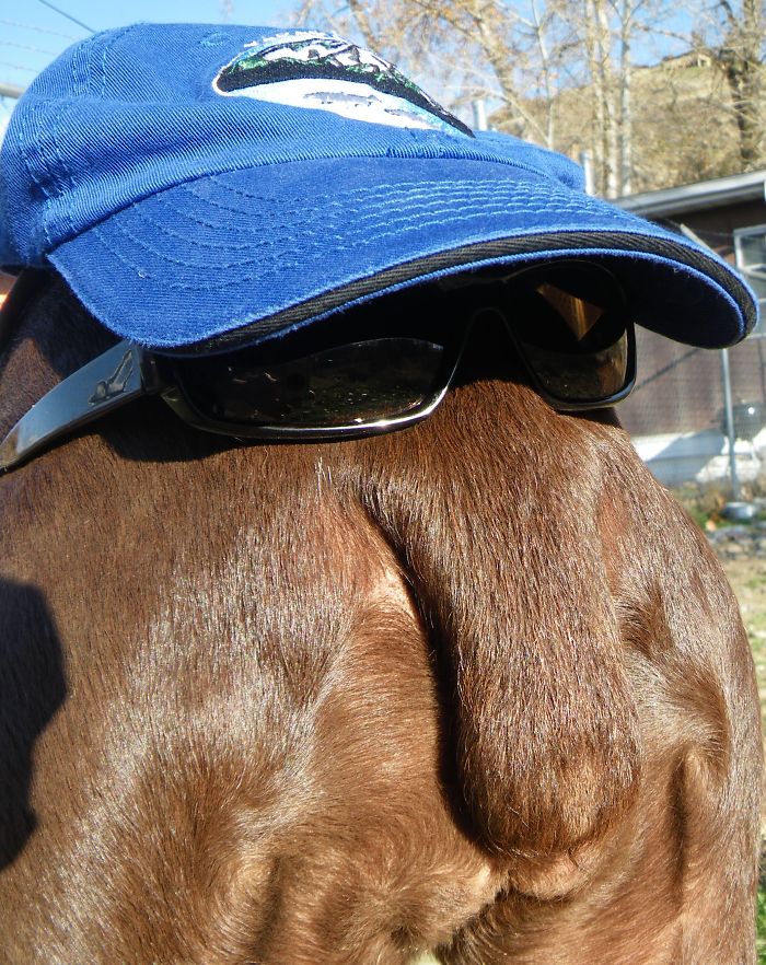 Dogs That Look Like Something Else