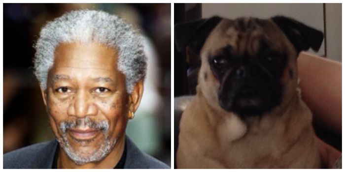 Dogs That Look Like Something Else