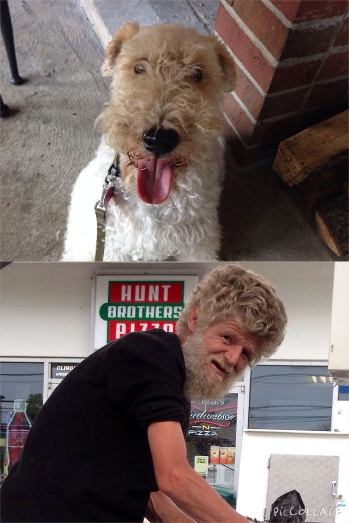 Dogs That Look Like Something Else