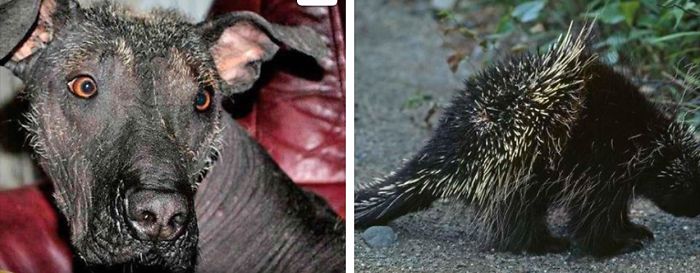 Dogs That Look Like Something Else