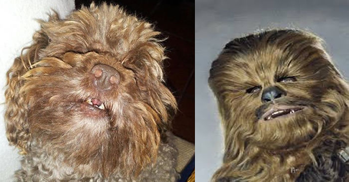 Dogs That Look Like Something Else