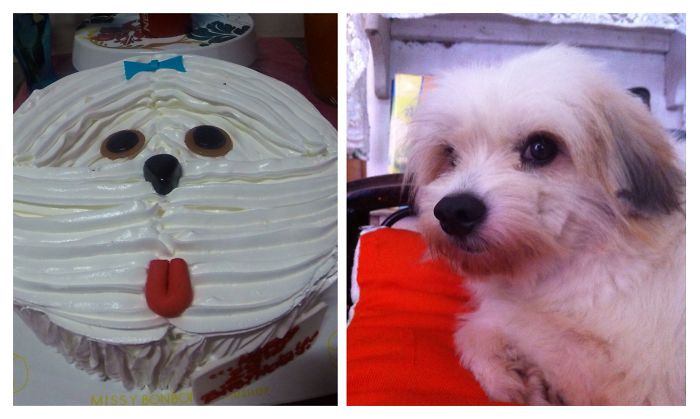 Dogs That Look Like Something Else