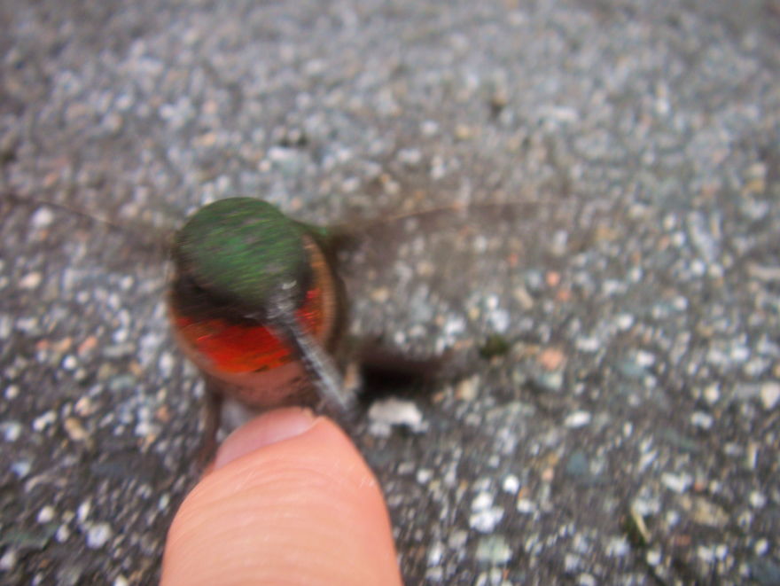 This Little Guy Crashed Into Our Window