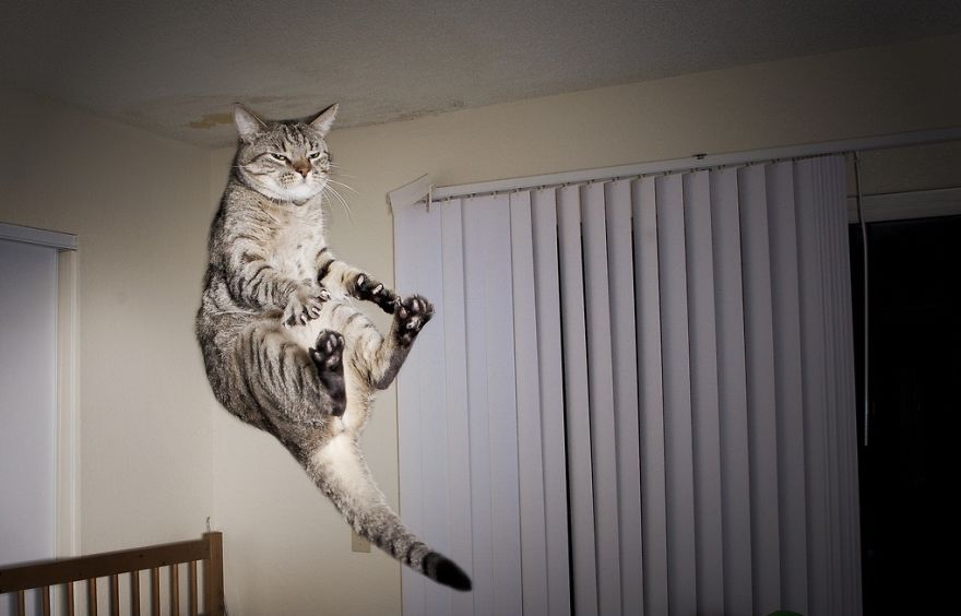 Jumping Cats At Play Look Like Ninjas