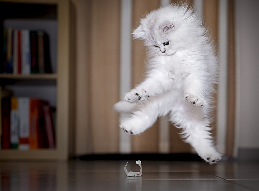 Jumping Cats At Play Look Like Ninjas