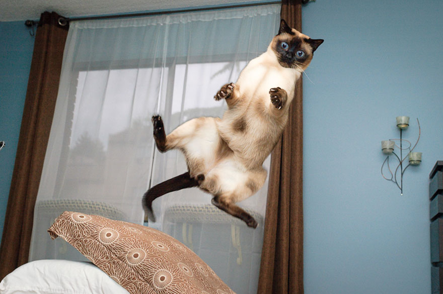 Jumping Cats At Play Look Like Ninjas