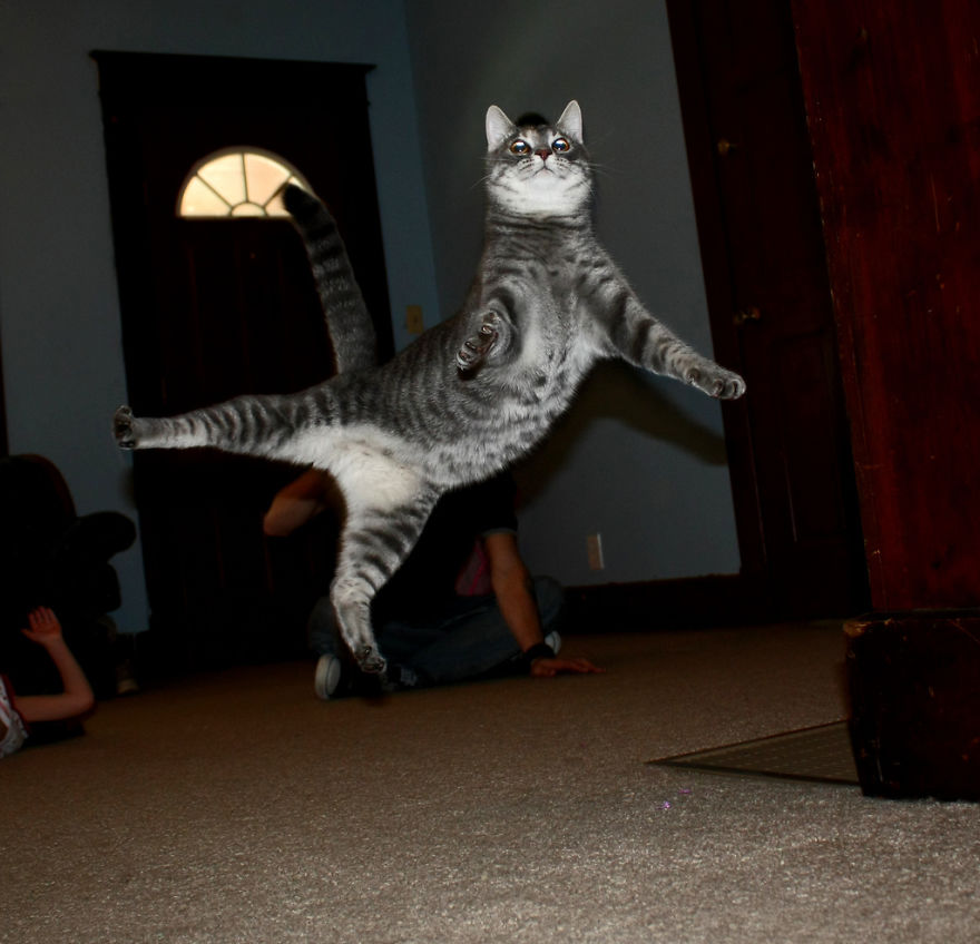 Jumping Cats At Play Look Like Ninjas