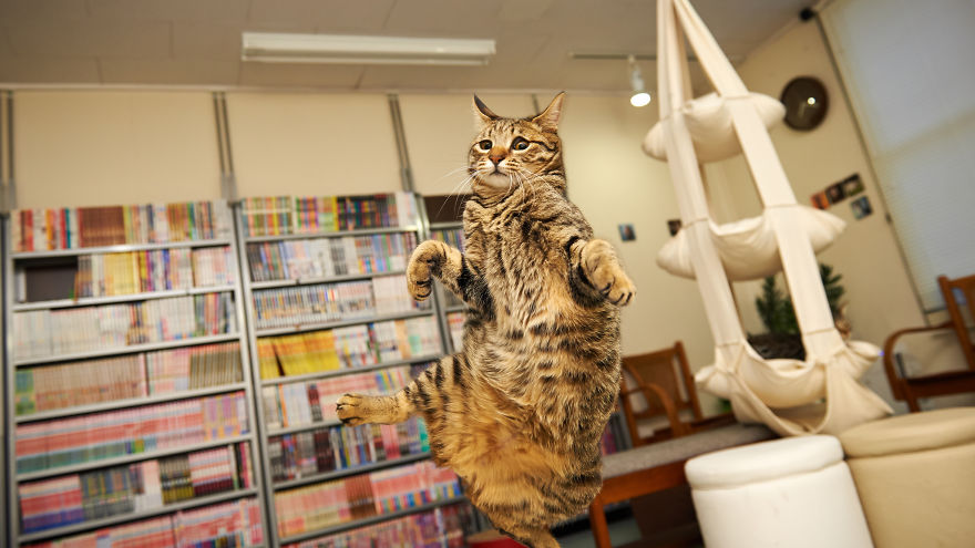 Jumping Cats At Play Look Like Ninjas