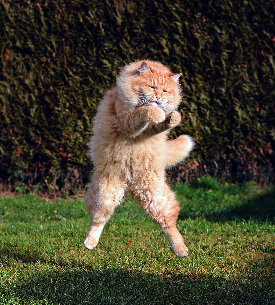 Jumping Cats At Play Look Like Ninjas