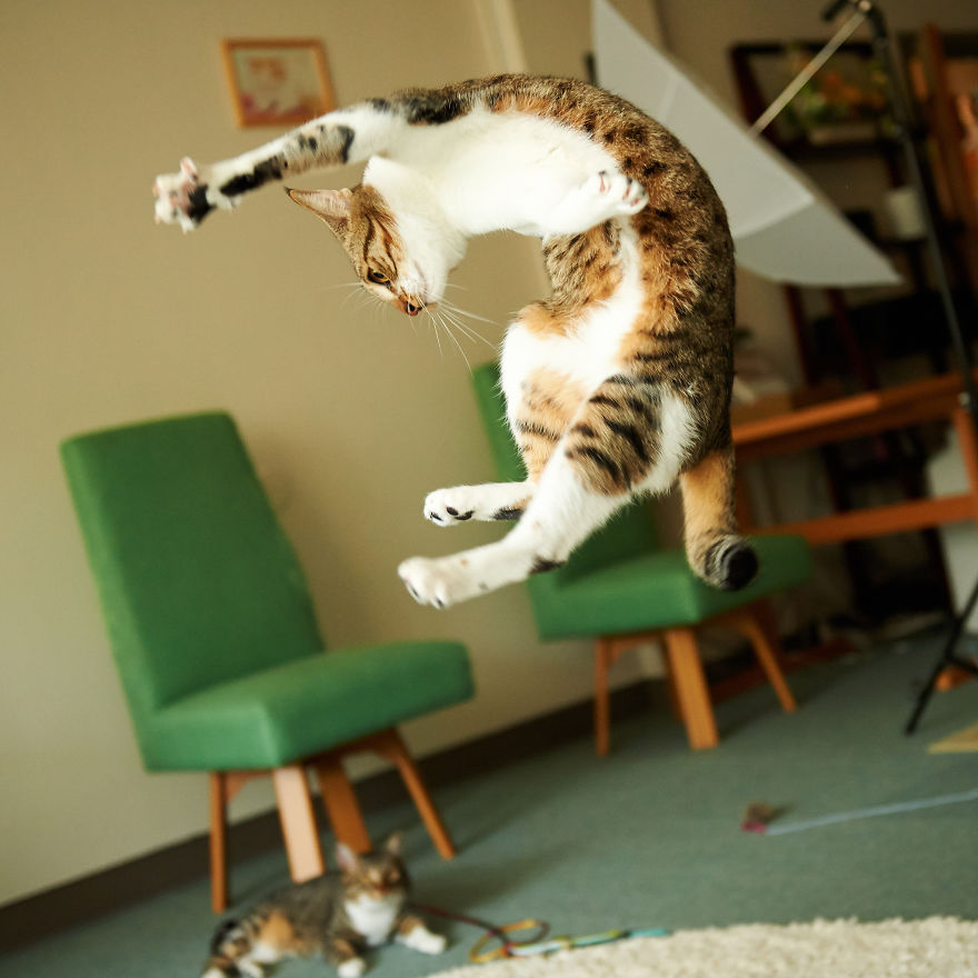 Jumping Cats At Play Look Like Ninjas