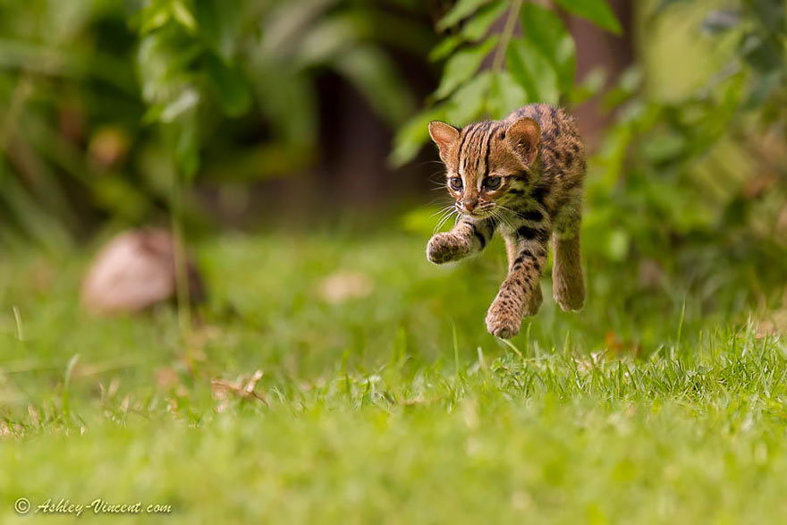 Jumping Cats At Play Look Like Ninjas