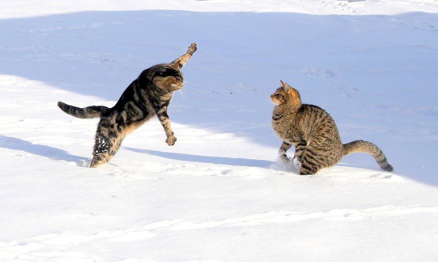 Jumping Cats At Play Look Like Ninjas