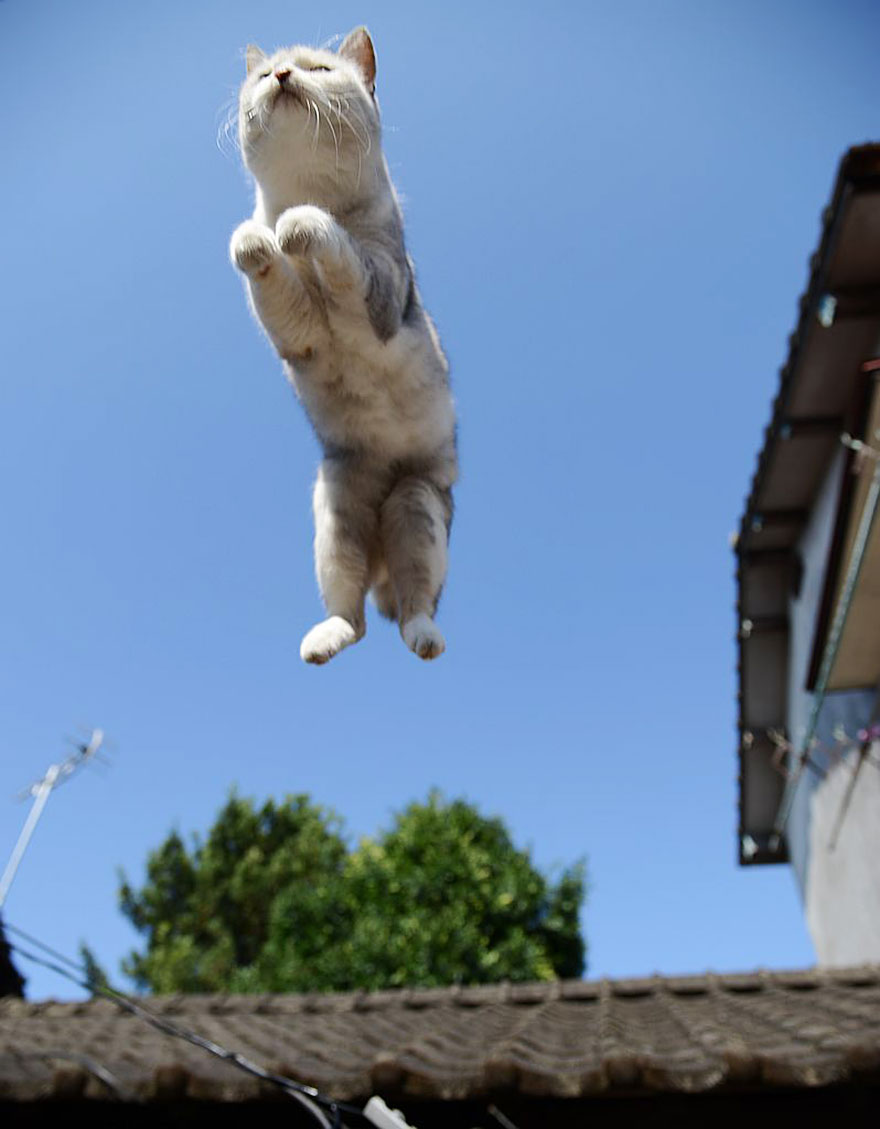 Jumping Cats At Play Look Like Ninjas