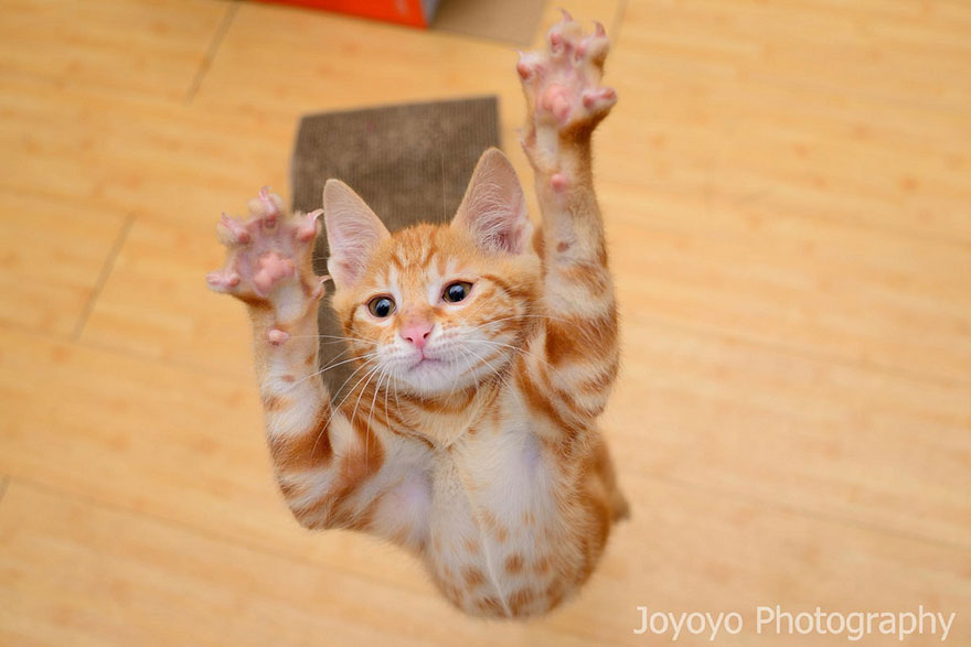 Jumping Cats At Play Look Like Ninjas