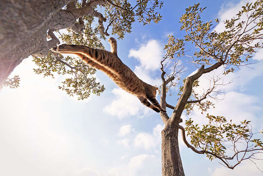 Jumping Cats At Play Look Like Ninjas