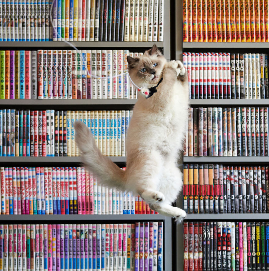 Jumping Cats At Play Look Like Ninjas