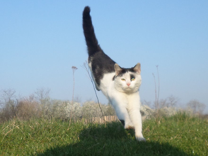 Jumping Cats At Play Look Like Ninjas
