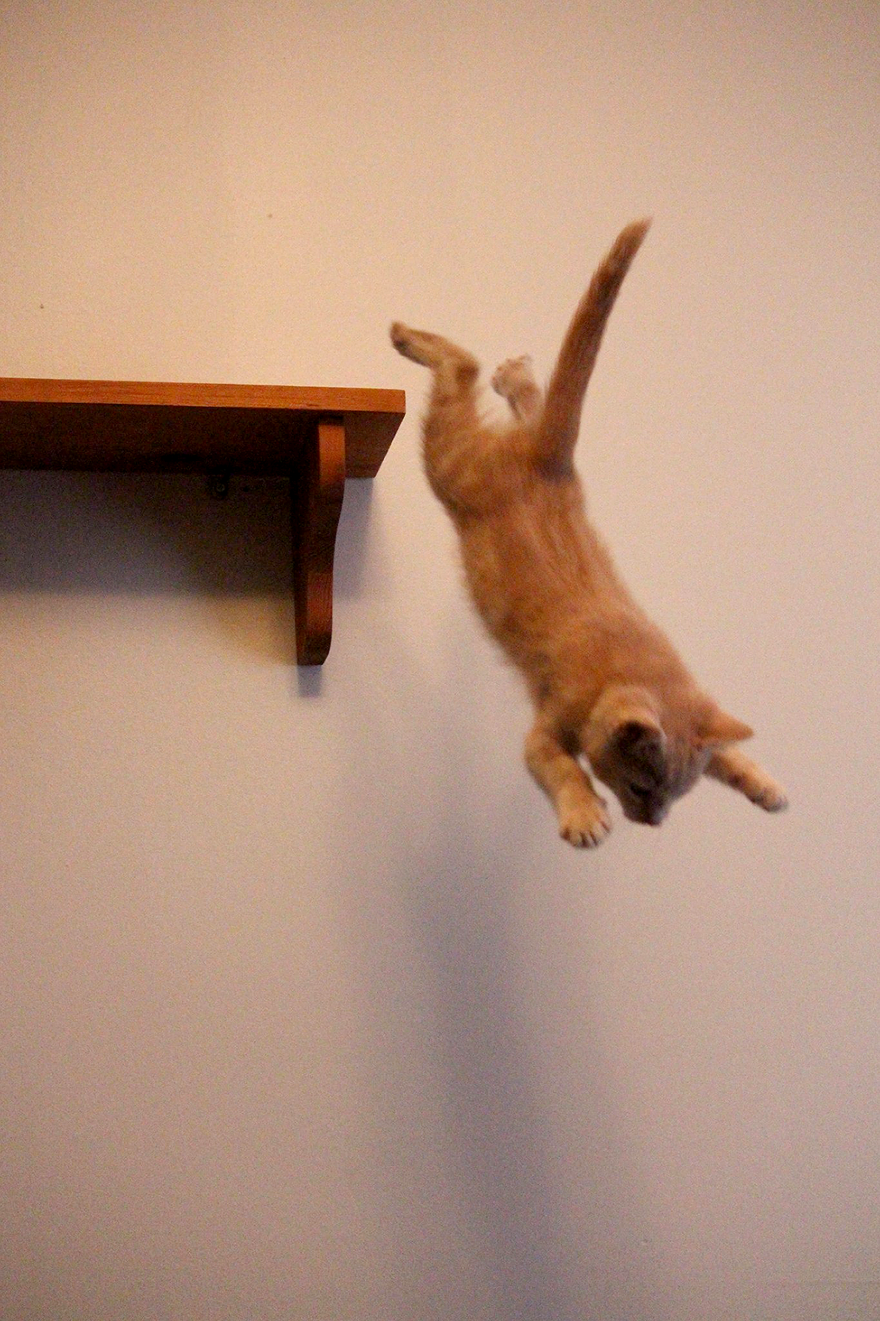 Jumping Cats At Play Look Like Ninjas