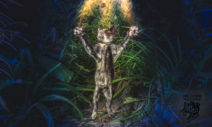 Jumping Cats At Play Look Like Ninjas