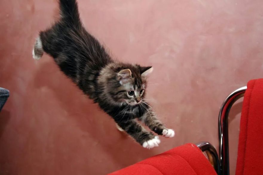 Jumping Cats At Play Look Like Ninjas