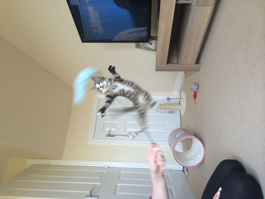 Jumping Cats At Play Look Like Ninjas