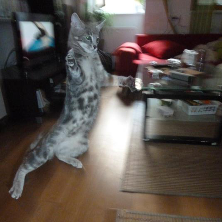 Jumping Cats At Play Look Like Ninjas