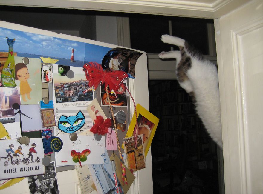 Jumping Cats At Play Look Like Ninjas