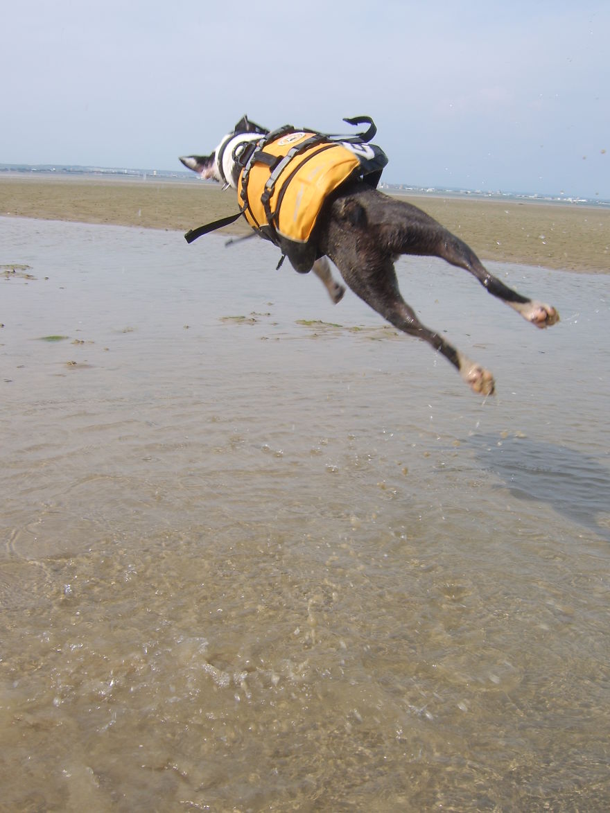 Jumping Cats At Play Look Like Ninjas
