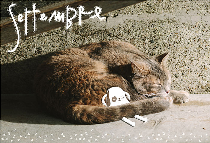 It’s A Cat’s World: I Made A Calendar For Those Who Like Little Furry Things (Except For Fur Coats) It’s A Cat’s World: I Made A Calendar For Those Who Like Little Furry Things (Except For Fur Coats)