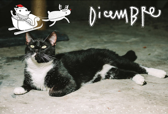 It’s A Cat’s World: I Made A Calendar For Those Who Like Little Furry Things (Except For Fur Coats) It’s A Cat’s World: I Made A Calendar For Those Who Like Little Furry Things (Except For Fur Coats)