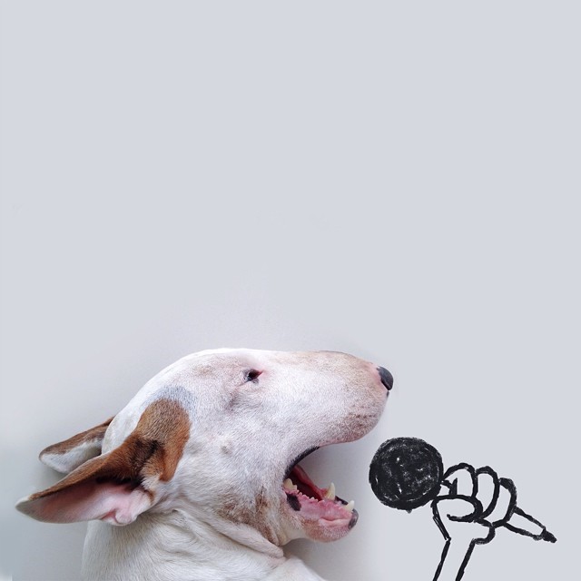 Dog Owner Creates Fun Illustrations With His Bull Terrier Dog Owner Creates Fun Illustrations With His Bull Terrier