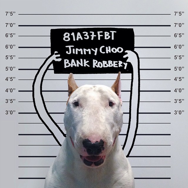 Dog Owner Creates Fun Illustrations With His Bull Terrier Dog Owner Creates Fun Illustrations With His Bull Terrier