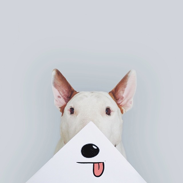 Dog Owner Creates Fun Illustrations With His Bull Terrier Dog Owner Creates Fun Illustrations With His Bull Terrier