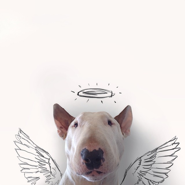 Dog Owner Creates Fun Illustrations With His Bull Terrier Dog Owner Creates Fun Illustrations With His Bull Terrier