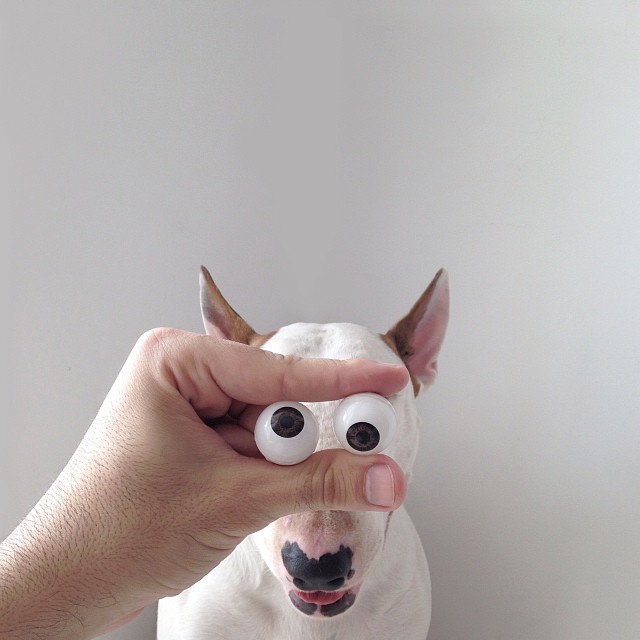 Dog Owner Creates Fun Illustrations With His Bull Terrier Dog Owner Creates Fun Illustrations With His Bull Terrier