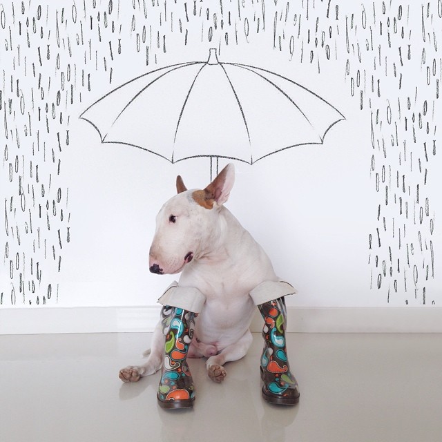Dog Owner Creates Fun Illustrations With His Bull Terrier Dog Owner Creates Fun Illustrations With His Bull Terrier