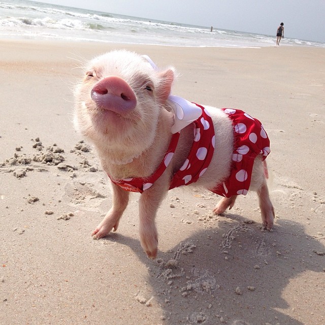 Meet Priscilla: The Prettiest Mini Pig On Instagram