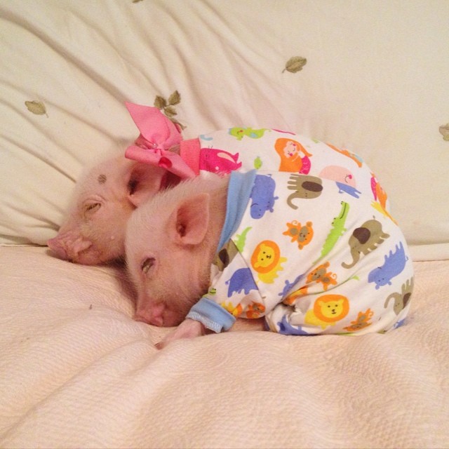 Meet Priscilla: The Prettiest Mini Pig On Instagram