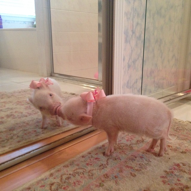 Meet Priscilla: The Prettiest Mini Pig On Instagram
