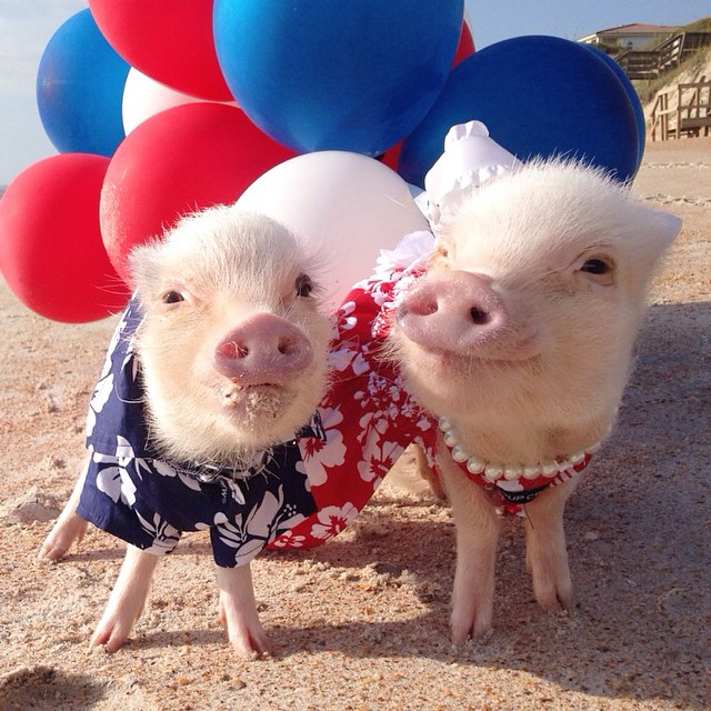 Meet Priscilla: The Prettiest Mini Pig On Instagram