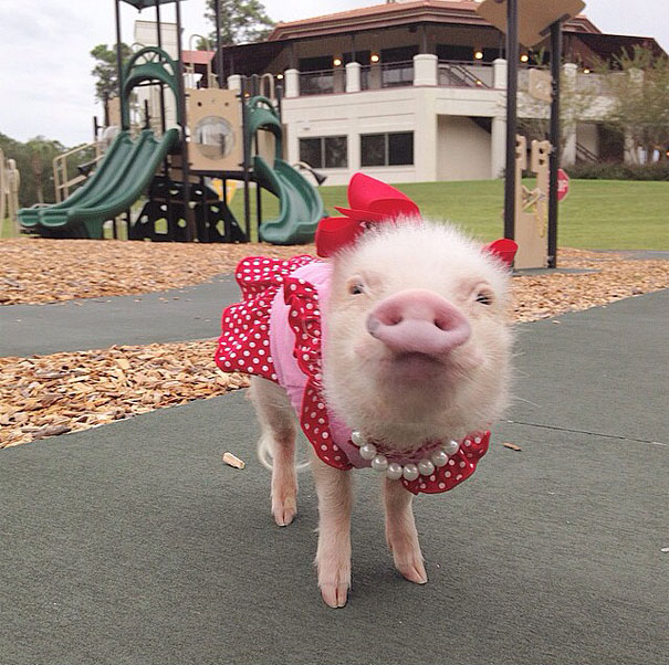 Meet Priscilla: The Prettiest Mini Pig On Instagram