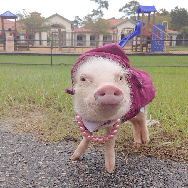 Meet Priscilla: The Prettiest Mini Pig On Instagram