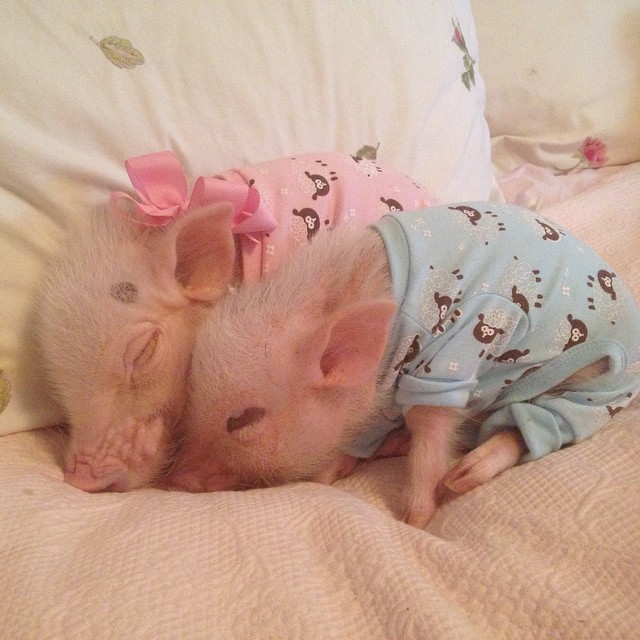 Meet Priscilla: The Prettiest Mini Pig On Instagram