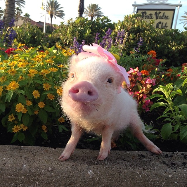 Meet Priscilla: The Prettiest Mini Pig On Instagram