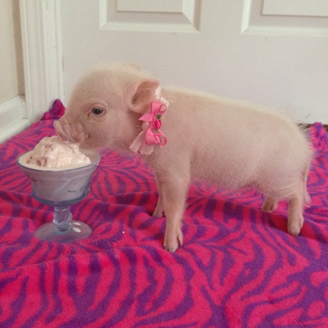 Meet Priscilla: The Prettiest Mini Pig On Instagram