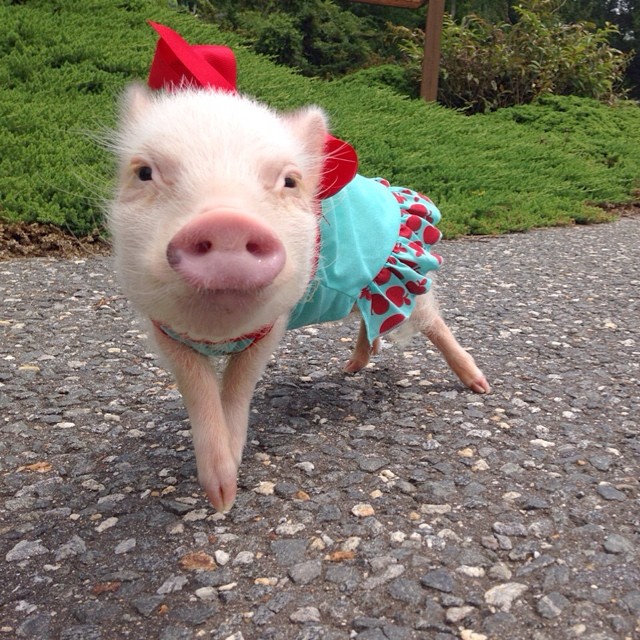 Meet Priscilla: The Prettiest Mini Pig On Instagram