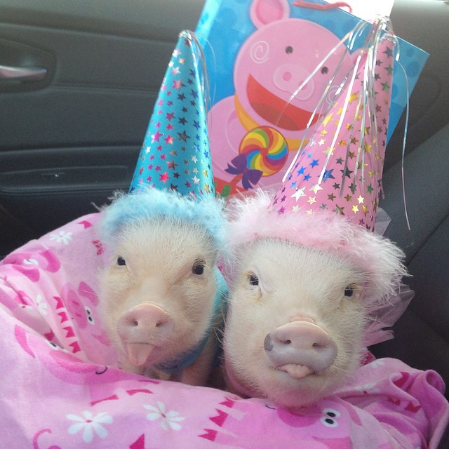 Meet Priscilla: The Prettiest Mini Pig On Instagram